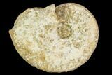 Fossil Ammonite (Ochetoceras) - France #104554-1
